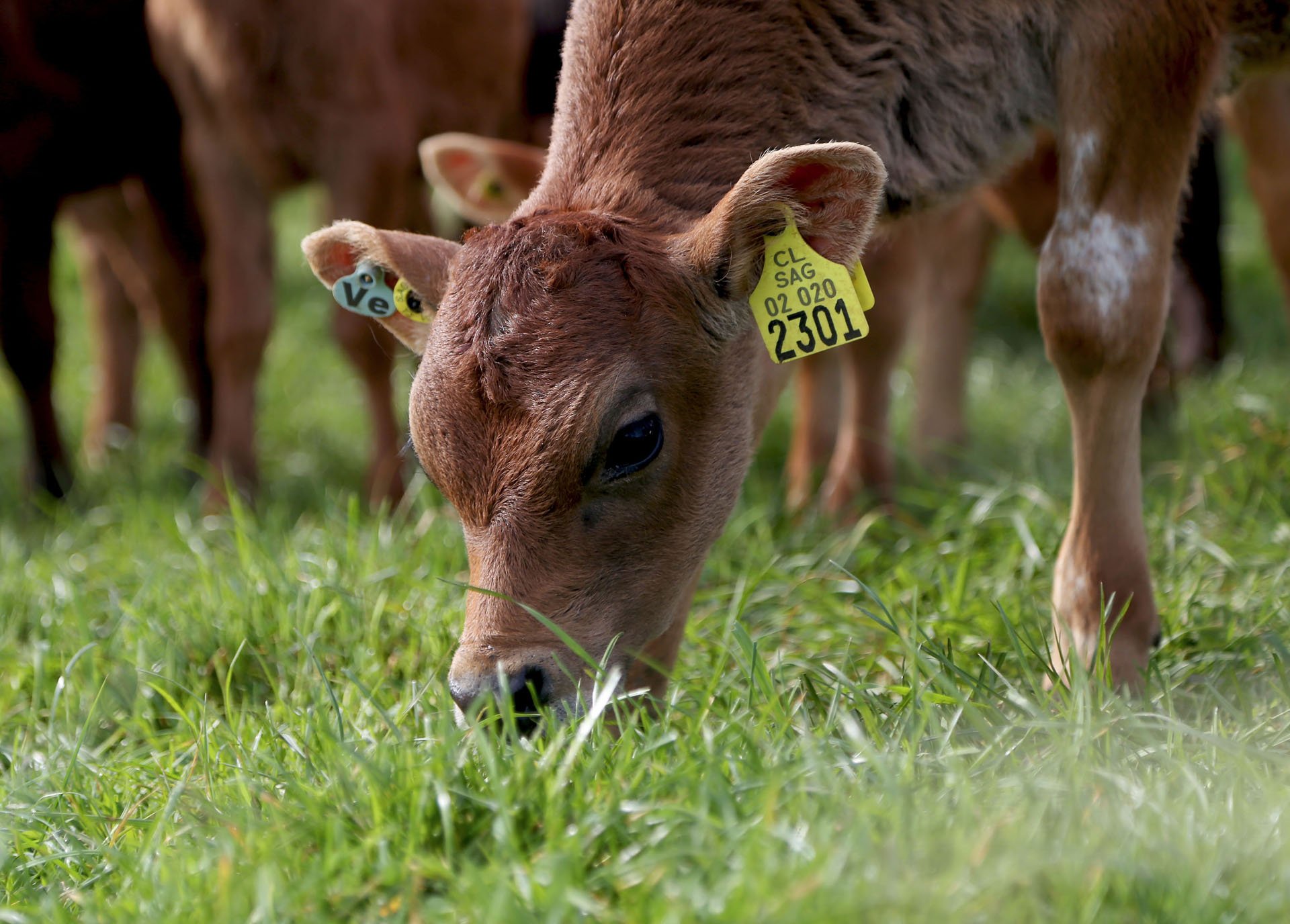 PROGRAMA DE DONACIÓN DE TERNEROS 2020